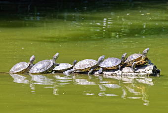 turtles on a log